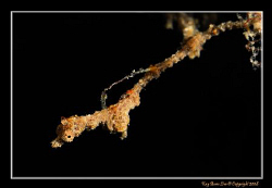 "Lembeh Seadragon" Taken in Lembeh mid Dec this year. At ... by Kay Burn Lim 